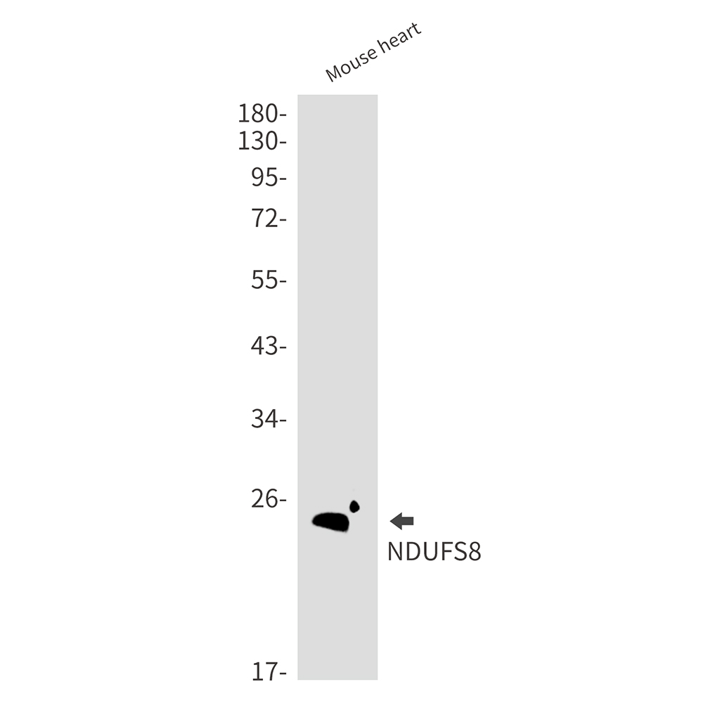 NDUFS8