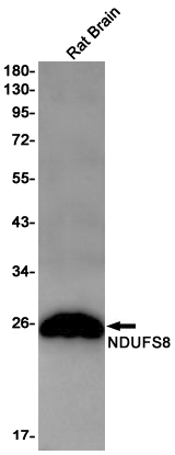 Rabbit Monoclonal Antibody to NDUFS8