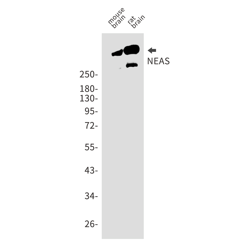 Rabbit Monoclonal Antibody to NEAS