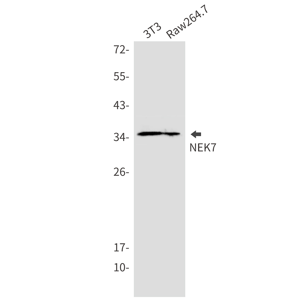 NEK7