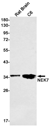 Rabbit Monoclonal Antibody to NEK7