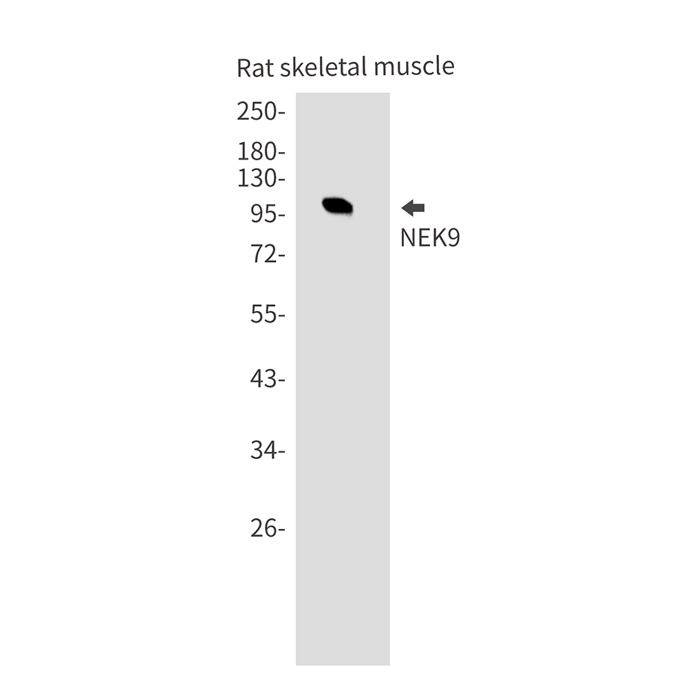 NEK9