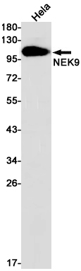 Rabbit Monoclonal Antibody to NEK9
