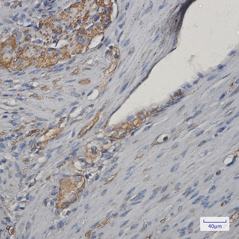 Rabbit Monoclonal Antibody to NEK9