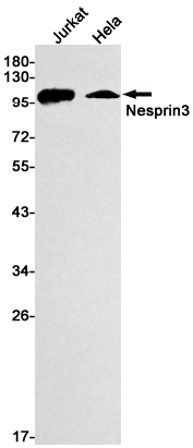 Nesprin3