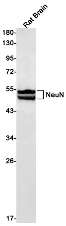 Rabbit Monoclonal Antibody to NeuN