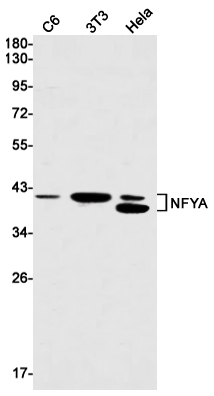 NFYA