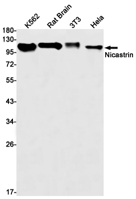 Nicastrin