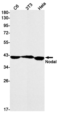 Nodal
