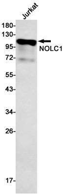 NOLC1