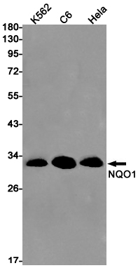 NQO1