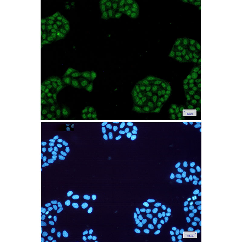 Rabbit Monoclonal Antibody to NR1D1
