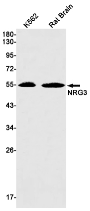 NRG3
