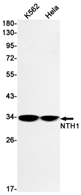 NTH1