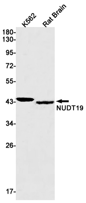NUDT19