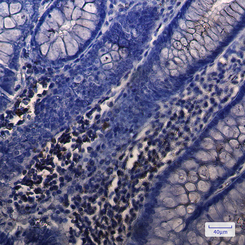 Rabbit Monoclonal Antibody to NUDT19