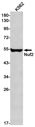 Nuf2