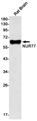 NUR77