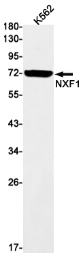 NXF1