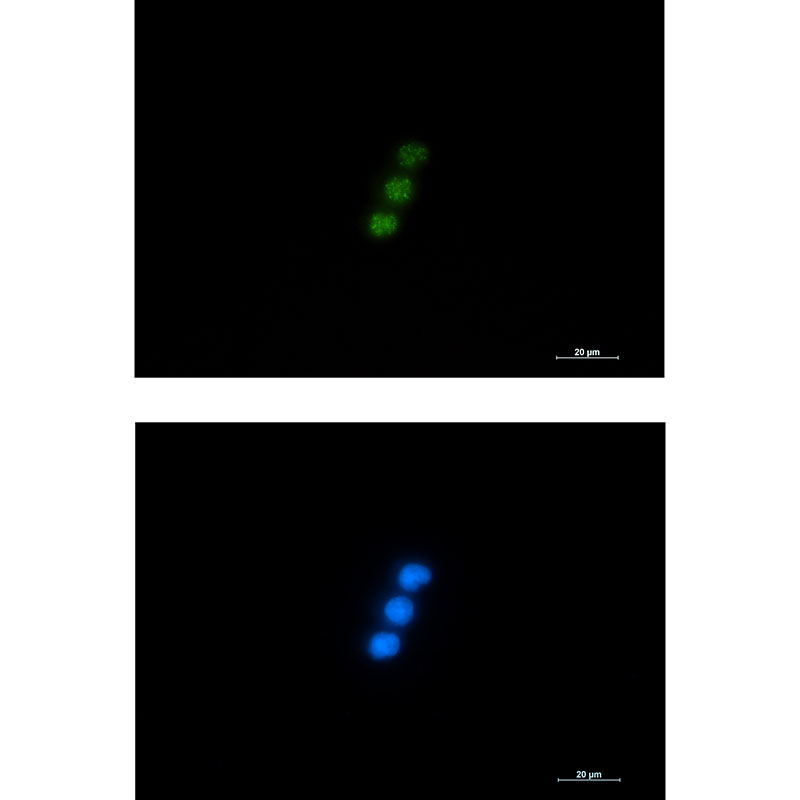 Rabbit Monoclonal Antibody to NXF1