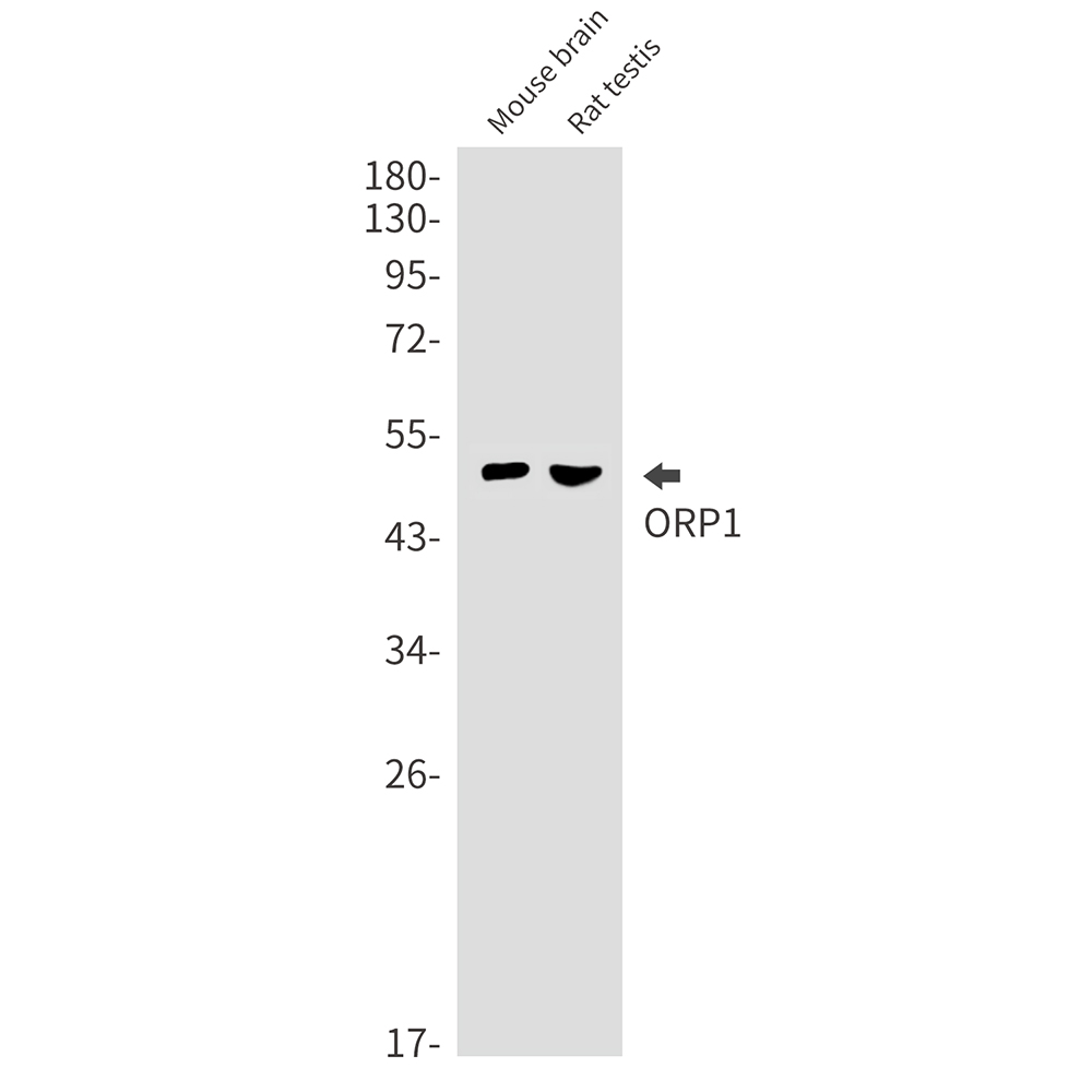 ORP1