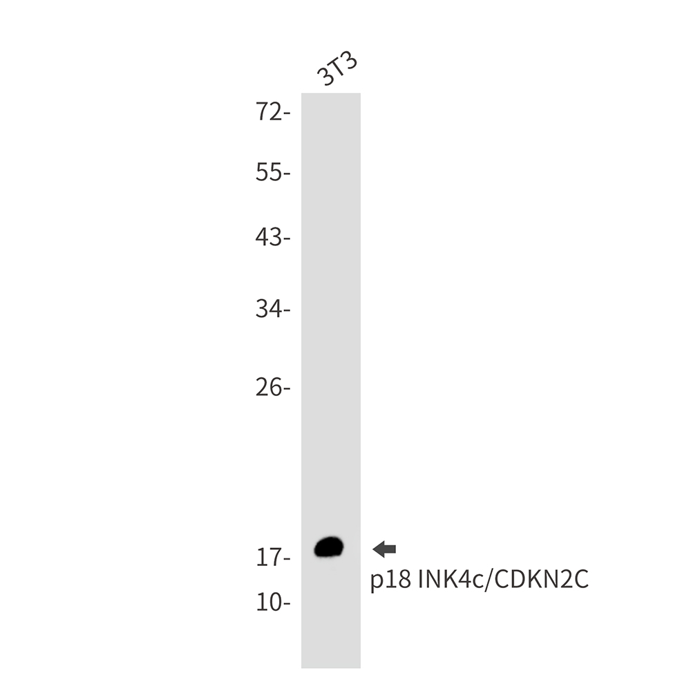 CDKN2C