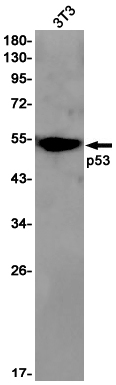 p53
