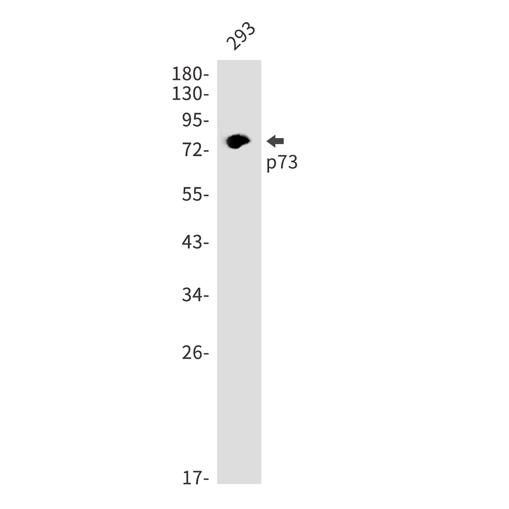 p73