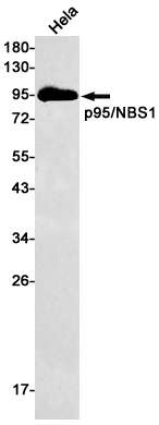 Nibrin