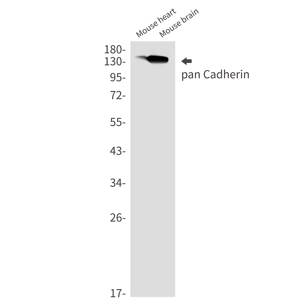Cadherin