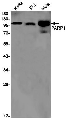 PARP1