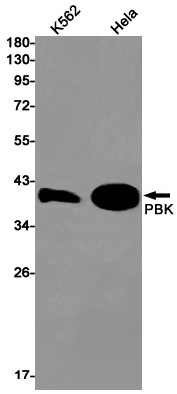 PBK