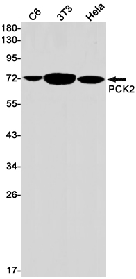 PCK2