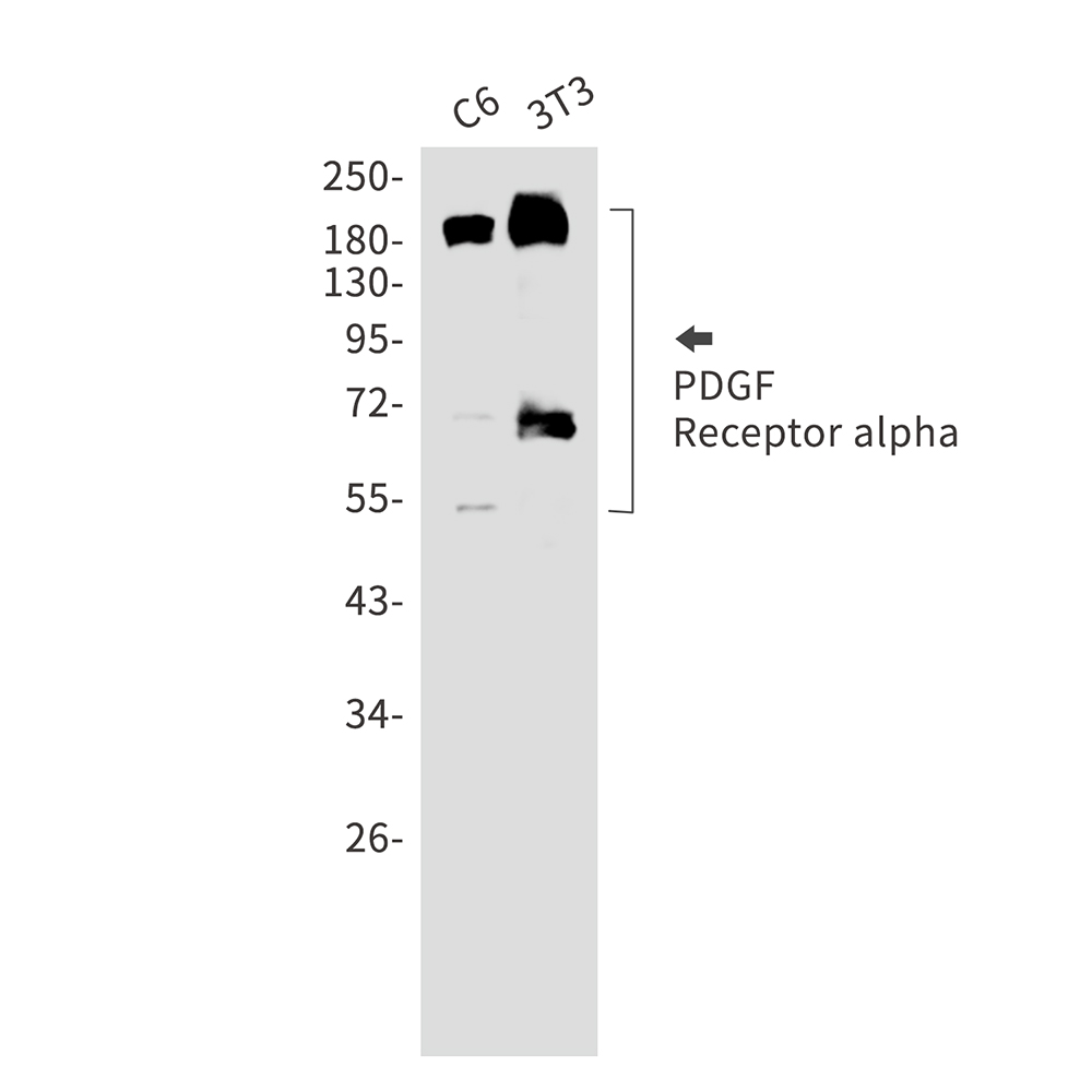 PDGFR alpha