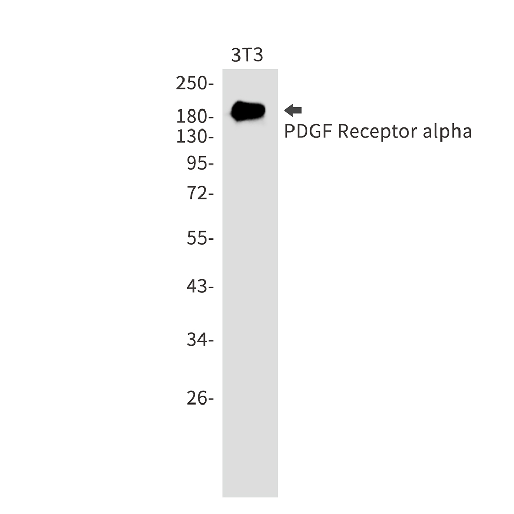 PDGFR alpha
