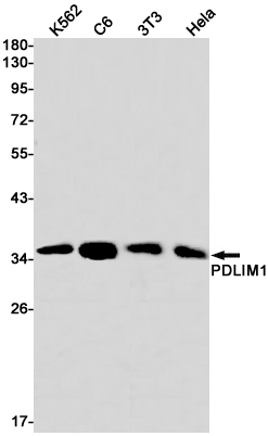 PDLIM1