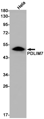 PDLIM7