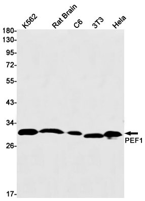 PEF1