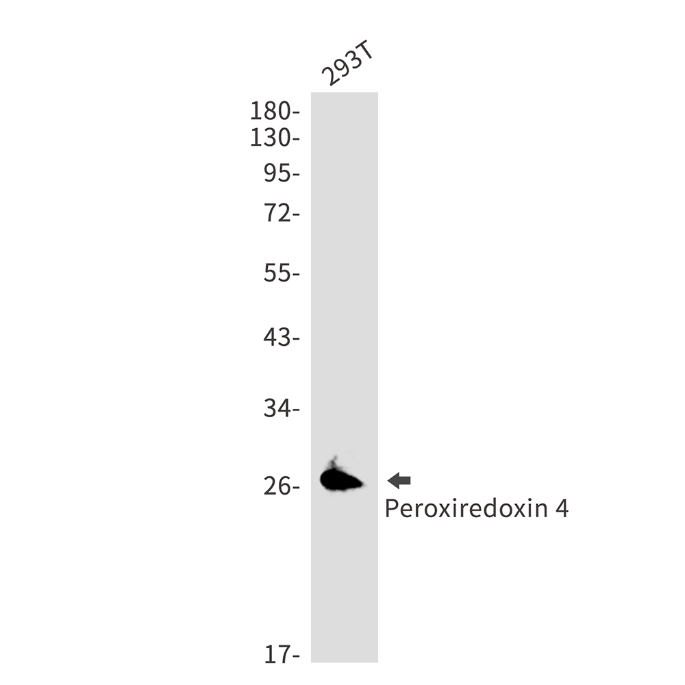 Peroxiredoxin 4
