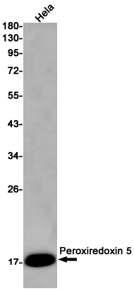 Peroxiredoxin 5