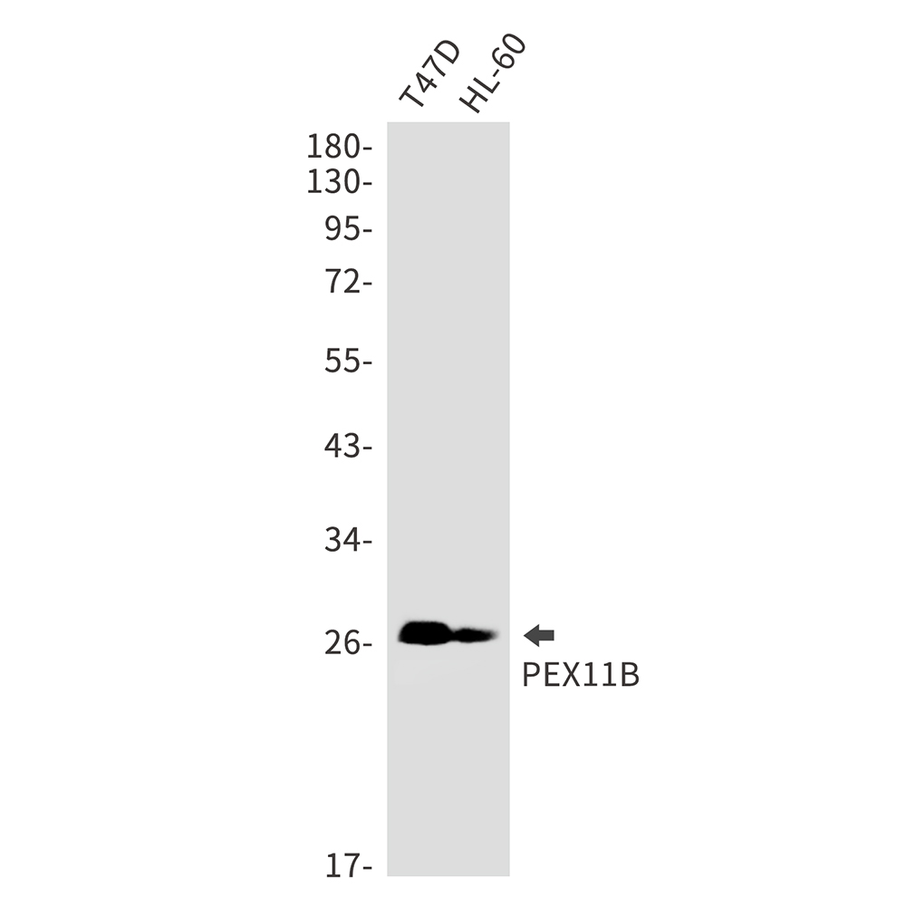 PEX11B