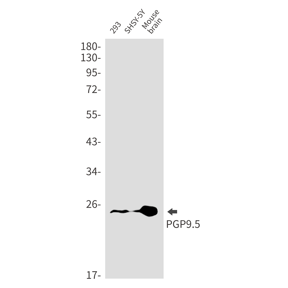 PGP9.5