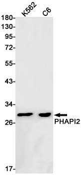 PHAPI2