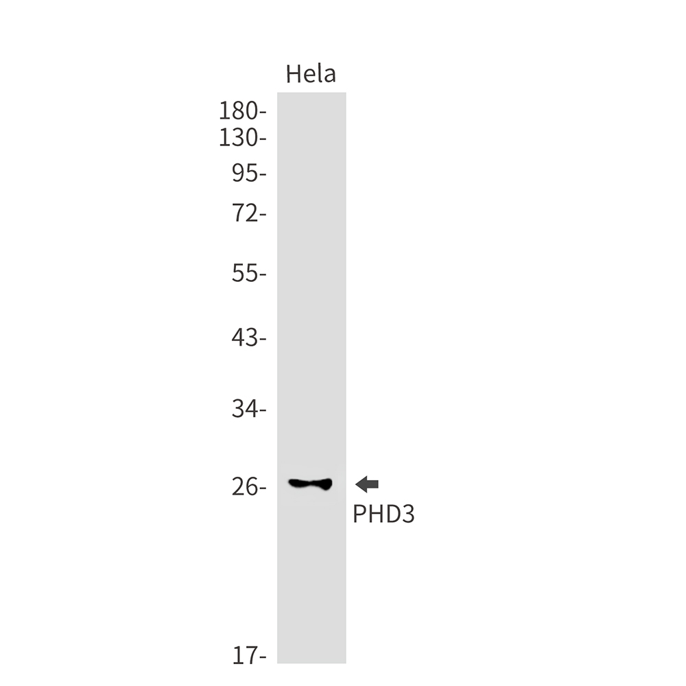 PHD3