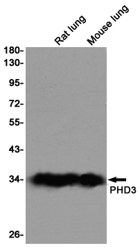 Rabbit Monoclonal Antibody to PHD3