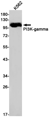 PI3 Kinase p110 gamma