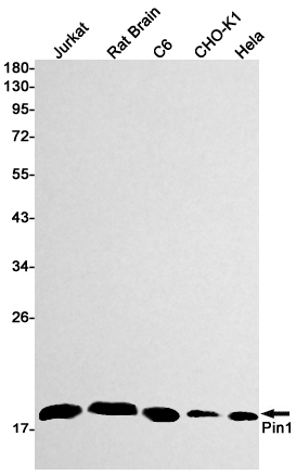 Rabbit Monoclonal Antibody to PIN1