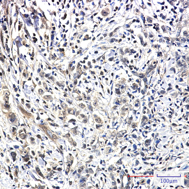 Rabbit Monoclonal Antibody to PIN1
