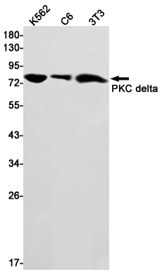 PKC delta