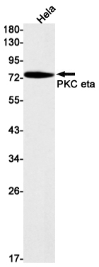 PKC eta